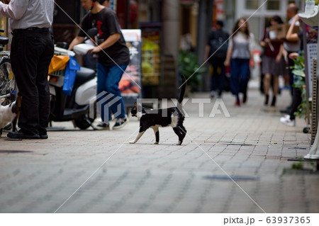 Domestic cat in the streets of Kyoto, Japan. 63937365