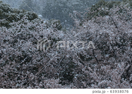 自然 風景 まるで里山の雪景色の様ですが・・・。春の公園の風景です 自然 風景 まるで里山の雪景色の様ですが・・・。春の公園の風景です 63938076