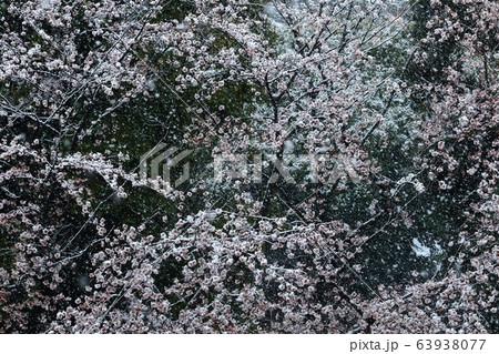 自然 風景 三月下旬。満開の桜と降り積もる雪。花見と雪見を同時に楽しめる? 自然 風景 三月下旬。満開の桜と降り積もる雪。花見と雪見を同時に楽しめる? 63938077