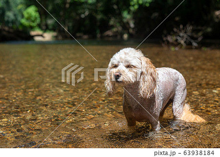 犬の表情　眩しい 63938184