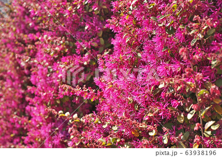 赤いトキワマンサクの生垣 赤いトキワマンサクの生垣 63938196