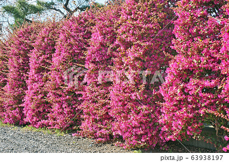 赤いトキワマンサクの生垣 赤いトキワマンサクの生垣 63938197