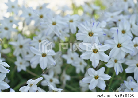 群生する白いハナニラの花 群生する白いハナニラの花 63938450