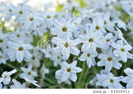 群生する白いハナニラの花 群生する白いハナニラの花 63938451