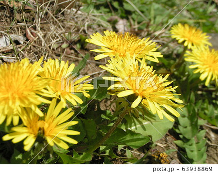綺麗な黄色い花はタンポポの花 綺麗な黄色い花はタンポポの花 63938869