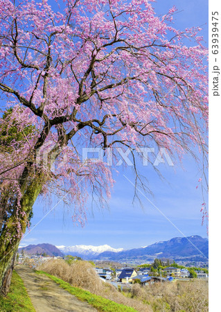 川田の枝垂れ桜（縦）２ 63939475