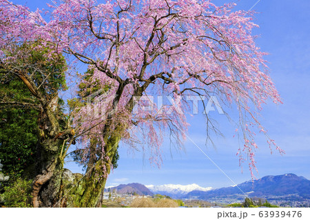 川田の枝垂れ桜２ 63939476