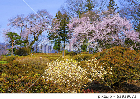 御殿桜とミツマタ 63939673