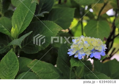 一夜城のアジサイたち・15（岐阜県大垣市墨俣） 63940018