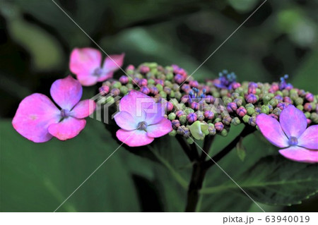 一夜城のアジサイたち・16（岐阜県大垣市墨俣） 63940019