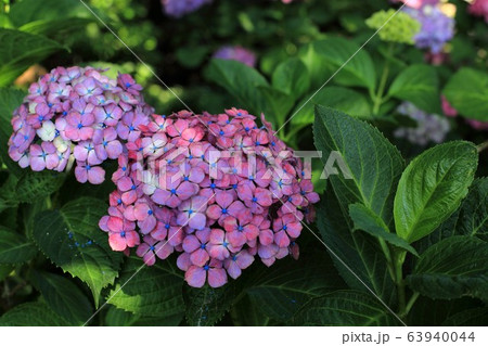 一夜城のアジサイたち 39 岐阜県大垣市墨俣 の写真素材