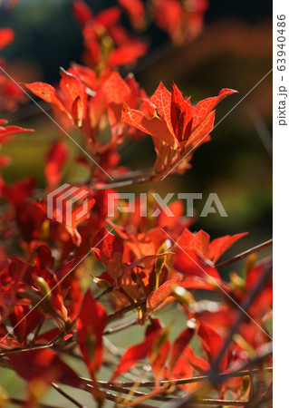 鳥取　四季の散歩　秋　紅葉　豊乗寺 63940486