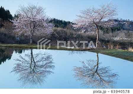 新潟県長岡市山古志　養鯉池の畔に立つ桜と映り込み 63940578