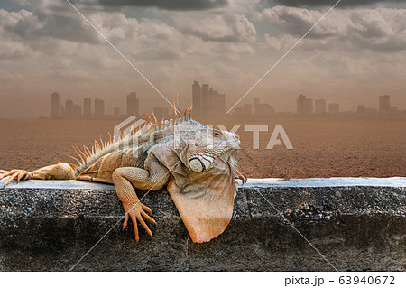 Iguana on arid ground Behind it is a desert city. 63940672