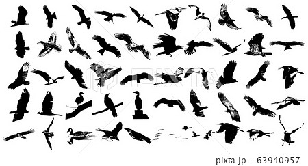 様々な鳥のリアルなシルエット50セットのイラスト素材