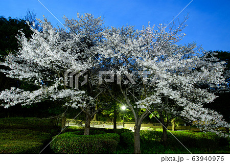 花島公園の夜桜 63940976