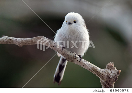 春のシマエナガ 63940978