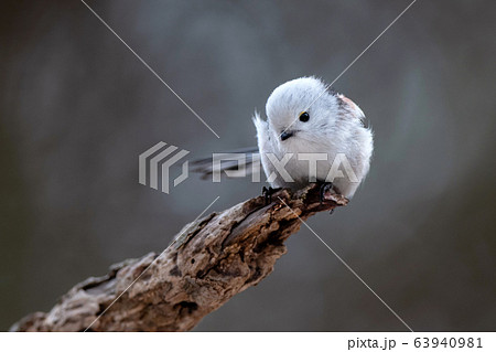 春のシマエナガ 63940981