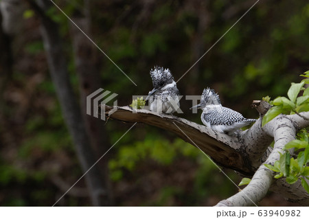 ヤマセミの夫婦 63940982