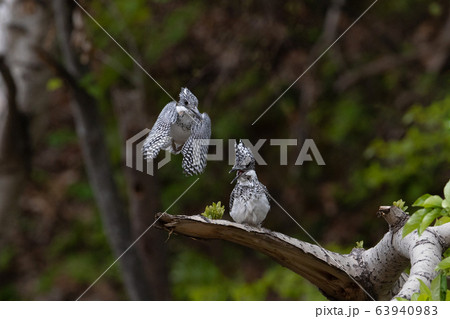 ヤマセミの夫婦 63940983