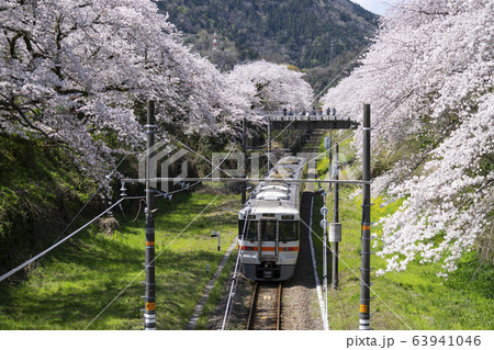 山北駅の桜と電車 山北駅の桜と電車 63941046
