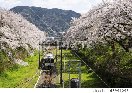 山北駅の桜と電車の写真素材