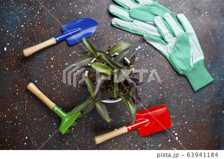 Gardening tools on dark background with house plant and gloves,top view 63941184
