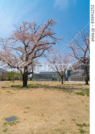 東京都立大学日野キャンパスの桜 63941252