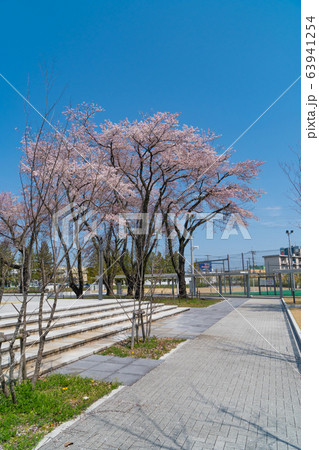 東京都立大学日野キャンパスの桜 63941254