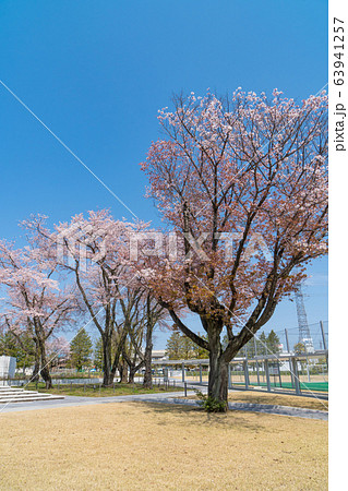 東京都立大学日野キャンパスの桜 63941257