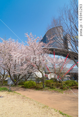 東京都立大学日野キャンパスの桜の写真素材