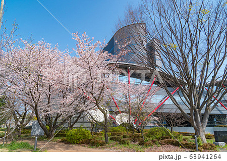 東京都立大学日野キャンパスの桜 東京都立大学日野キャンパスの桜 63941264