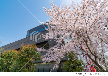 東京都立大学日野キャンパスの桜 東京都立大学日野キャンパスの桜 63941265