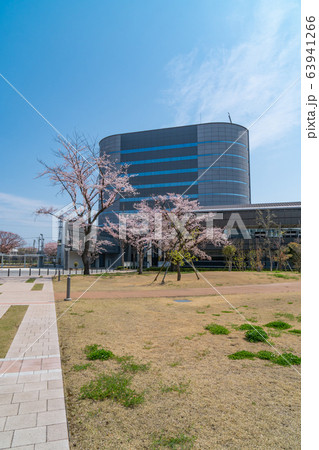 東京都立大学日野キャンパスの桜 東京都立大学日野キャンパスの桜 63941266