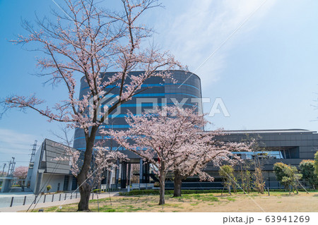 東京都立大学日野キャンパスの桜 63941269