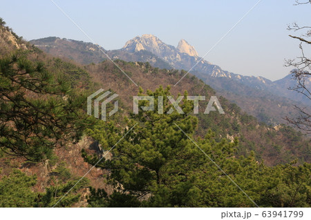 ツツジの花 山 自然 63941799