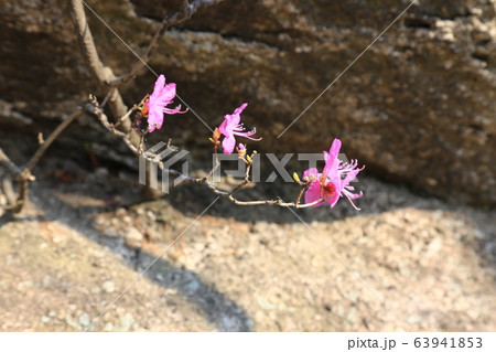 ツツジの花 山 自然 63941853
