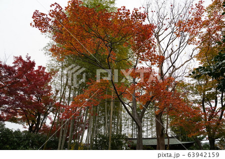 京都嵐山 紅葉 自然 京都嵐山 紅葉 自然 63942159