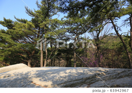 ツツジの花 松 レンギョウ 63942967