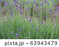 ラベンダー 63943479