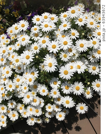 花 63943672