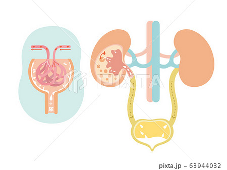 人体イラスト 腎臓のイラスト素材