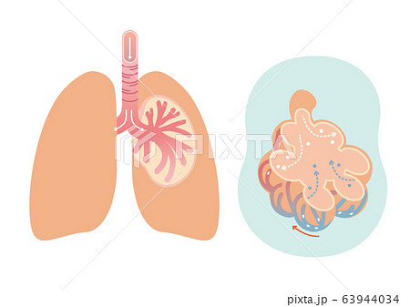 人体イラスト 肺のイラスト素材