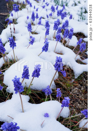 ムスカリ 紫色 雪 ムスカリ 紫色 雪 63944038
