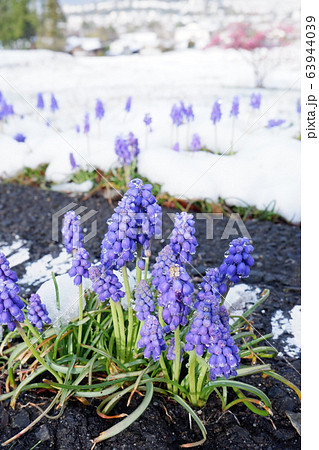 ムスカリ　紫色　雪景色 63944039