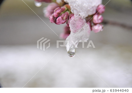 ソメイヨシノ 桜 水滴 ソメイヨシノ 桜 水滴 63944040