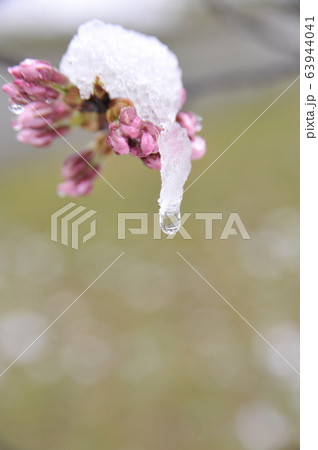 ソメイヨシノ　桜　水滴 63944041