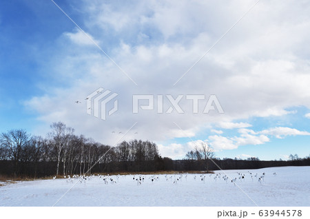 給餌場に飛来するタンチョウ（北海道） 63944578