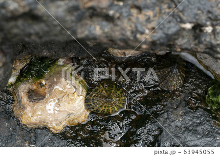 カラマツガイ カラマツガイ 63945055