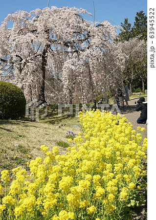 春の花 なの花 春の花 なの花 63945522